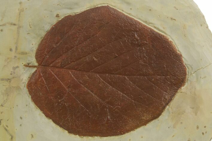 Huge, Fossil Leaf (Browniea) - Montana #377951